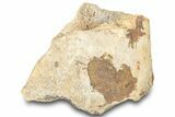 Dinosaur (Triceratops) Frill Shield Section - Montana #323033-1